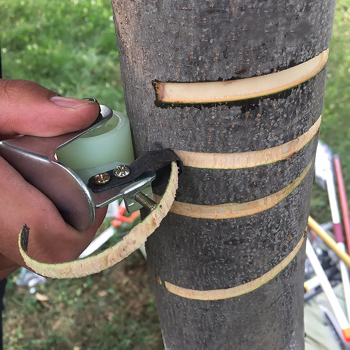 

Girdling Cutter Bark Tree Stripping Pruning Tool for Garden chard Fruit Tree Random Color Accessories Winter Protection