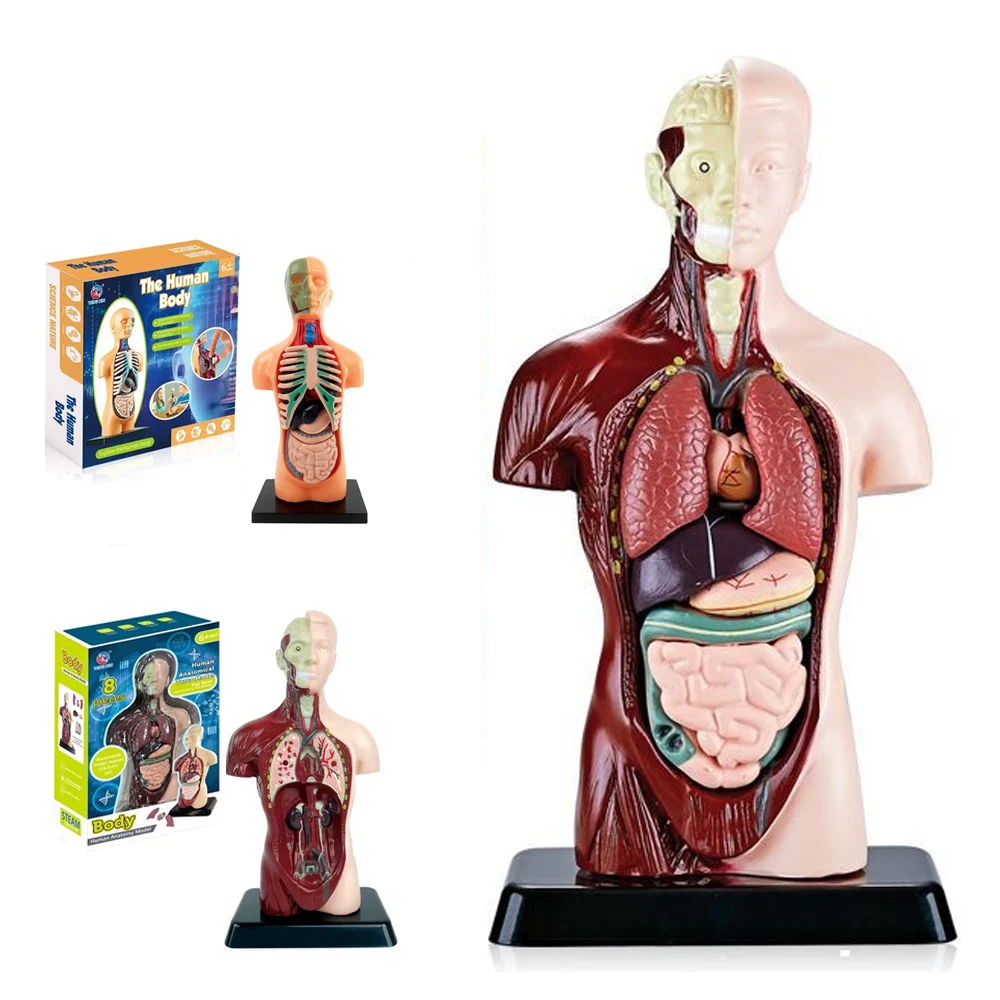 Human Torso Body Model 6 Removable Parts Education Organs Model Medicals Torso For School Teaching Anatomical Study And Science