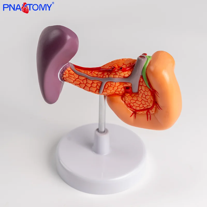 

Spleen Pancreas Duodenum Spleen Pancreas Gallbladder Duodenum Model