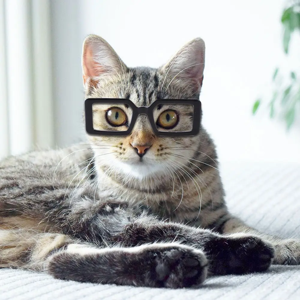 Optionally Cools Photograph Props Multicolor Pet Eyeglasses Cat Glasses Square Glasses Dog Sunglasses