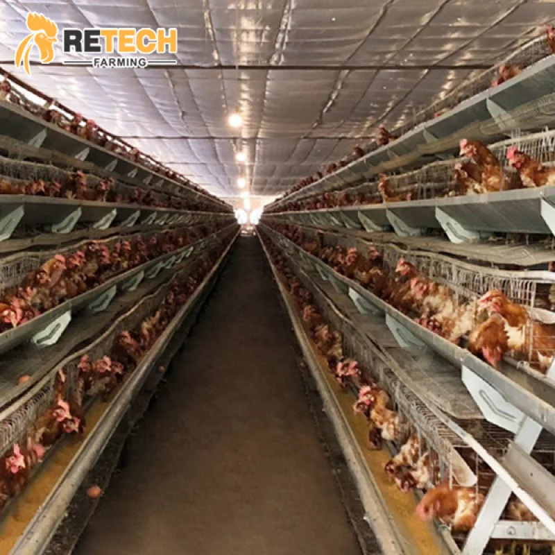 

Замбия Горячие продажи куриной фермы Многослойные клетки для птицы на батарейках Распродажа