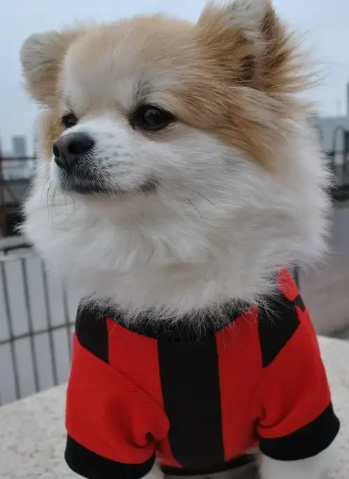 Football Dog Clothes Summer Spring Pet Outfit Cat Puppy Clothing Yorkshire Chihuahua Poodle Bichon Pomeranian Costume Dropship