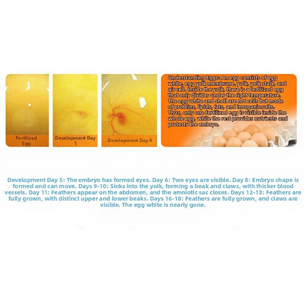 European Standard 7 Egg Incubator for Quail Pigeon Eggs Compact Size 16x16x16cm Digital Display Manual Turning