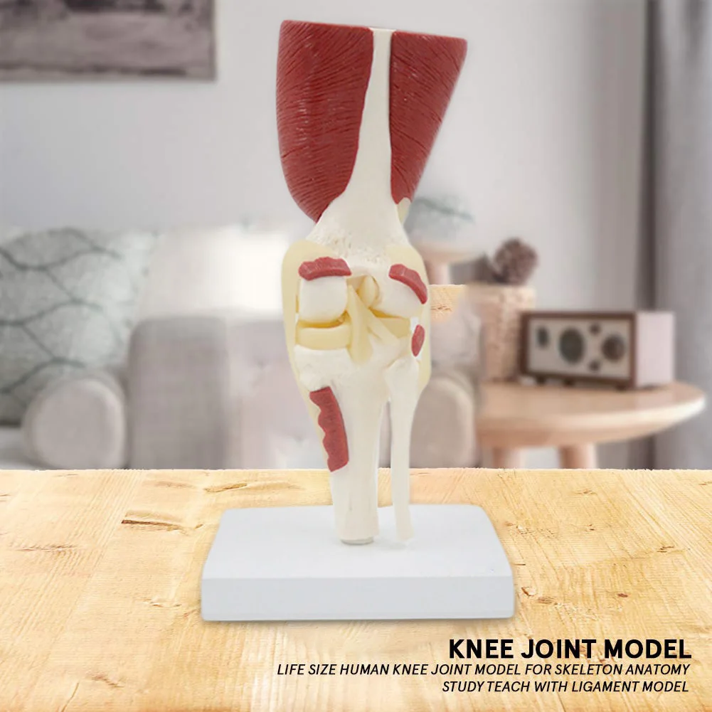 Knee Joint Model 1:1 Life Size Human Knee Joint Muscles Ligaments Anatomically Model for Teaching Display