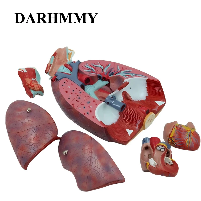 

DARHMMY сердце человека, легкое горло, сердечно-легочная модель, съемная бронхиальная анатомия модели дыхательной системы