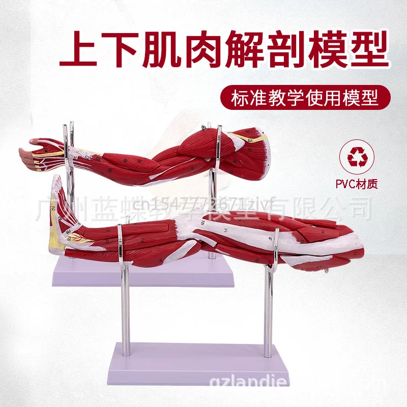 Small Upper Limb Arm Muscle Anatomy Lower Limb Leg Muscle Attached Vascular Nerve Human Muscle Construction Model