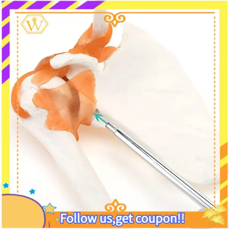 Latest- Shoulder Anatomy Model With Functional Ligaments, Shoulder Joint Model For  Teaching Display Model