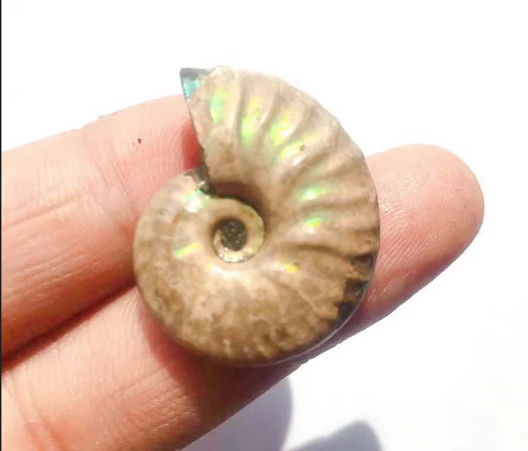 Natural Iridescent Ammonite Ammolite Facet Mineral Specimen-1pc