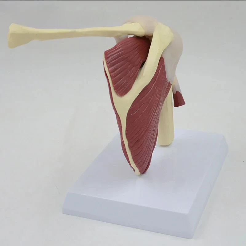 1:1 Human Skeleton Shoulder Scapula Clavicle Muscle Model Joint Functional Ligament Medical Teaching Aid