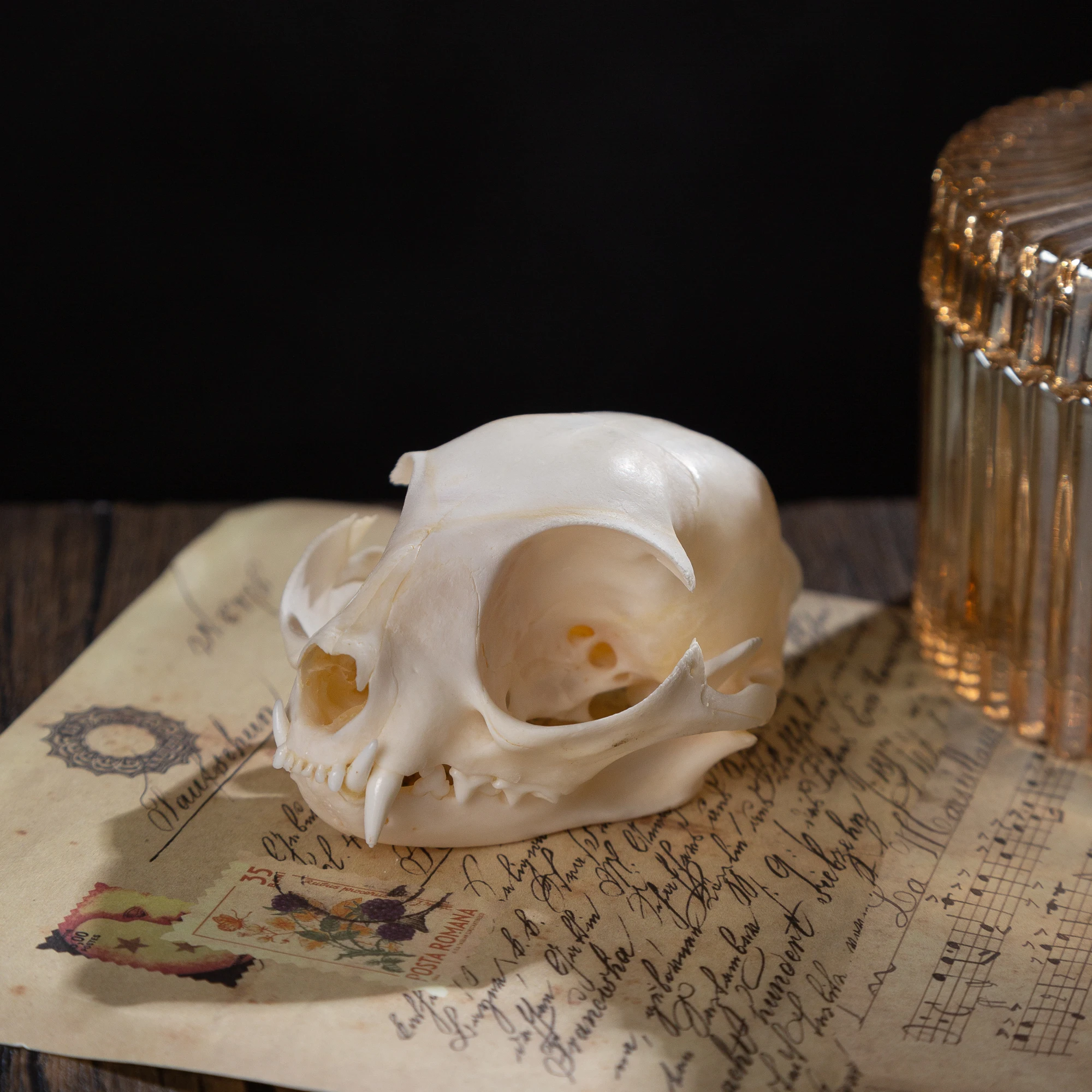 1/5/10Pcs Exquisite Collection of Real Skull Animal Bones for Craft, Home Decor, Specimen Collectibles Study, Special Gifts DIY