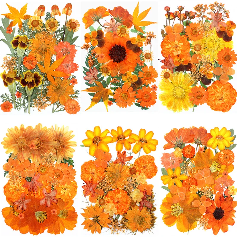 

New Real Flower Pressed Flower Orange Series Dried Flower DIY Materials Pressed Plant Specimens Leaf Specimens Dried Flower Frame Specimens Aromatherapy Labels