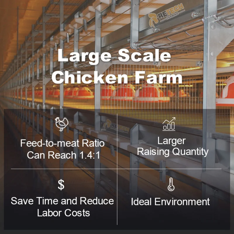 新型設計養鶏場ブロイラー設備食肉鶏