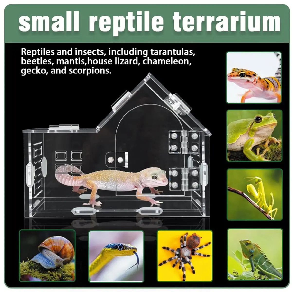 COFA Acrylic Jumping Spider Enclosure Versatile Reptile Enclosure for Tarantula,Gecko,Chameleon,,,and Hermit Crab