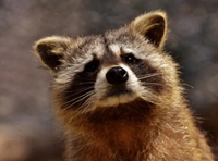 BETAFPV 2S Battery Charger Connector - BT3.0 HX2.54 12A, for 8.7V LIHV & PH2.0/BT2.0 1S Tester