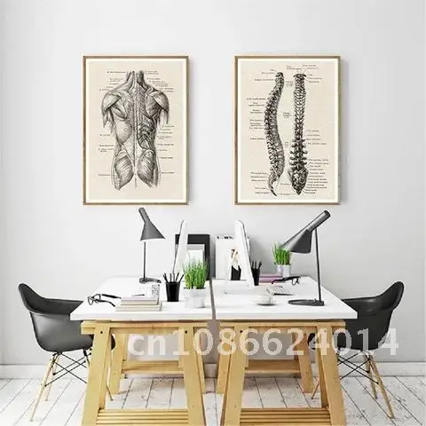 

Anatomy Human Educational Printing Painting Poster Artwork Medical Wall Picture Musculoskeletal Hospital Clinic Decoration