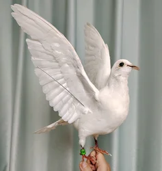 Taxidermy Real Pigeon Specimens White Bird Columba Specimen for Science Education Home Garden Ornament Miniature Decoration