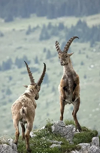 

SKYZONE TX2501 5,8G 2,5 Вт VTX — 56 каналов, радиатор с ЧПУ, большой радиус действия для FPV дронов