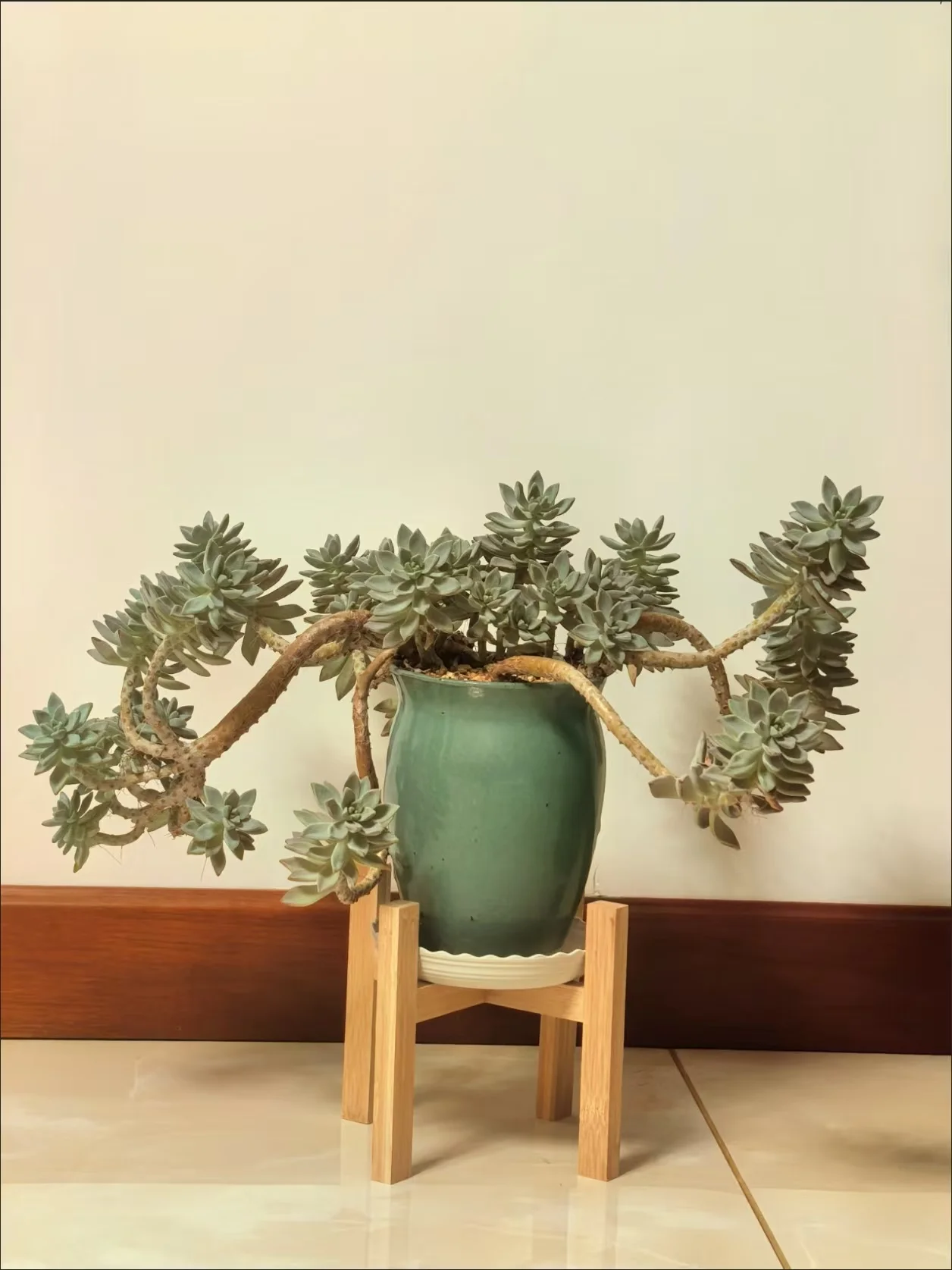 Natural Bamboo Plant Stand, Four-Legged Cross-Shaped Flower Pot Stand, Sturdy Indoor and Outdoor Plant Shelf