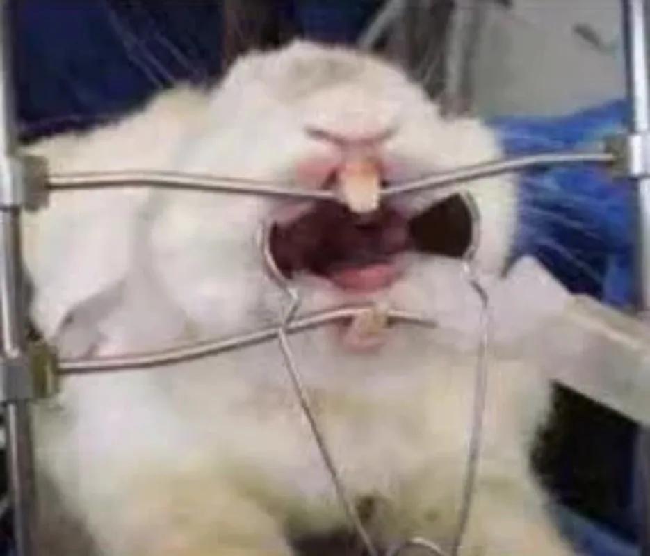 Veterinary   Table Precision Auxiliary Opening Instrument Rodents Vet Hospital Clinic Rodent Opener