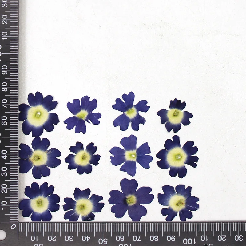 12 Stück, echte getrocknete Blumen, Prägematerialien, DIY-Zubehör für Epoxidharz, für Handyhüllen, Nagelkunst, Gesichtsaufkleber, handgefertigte Dekoration – Detail 19