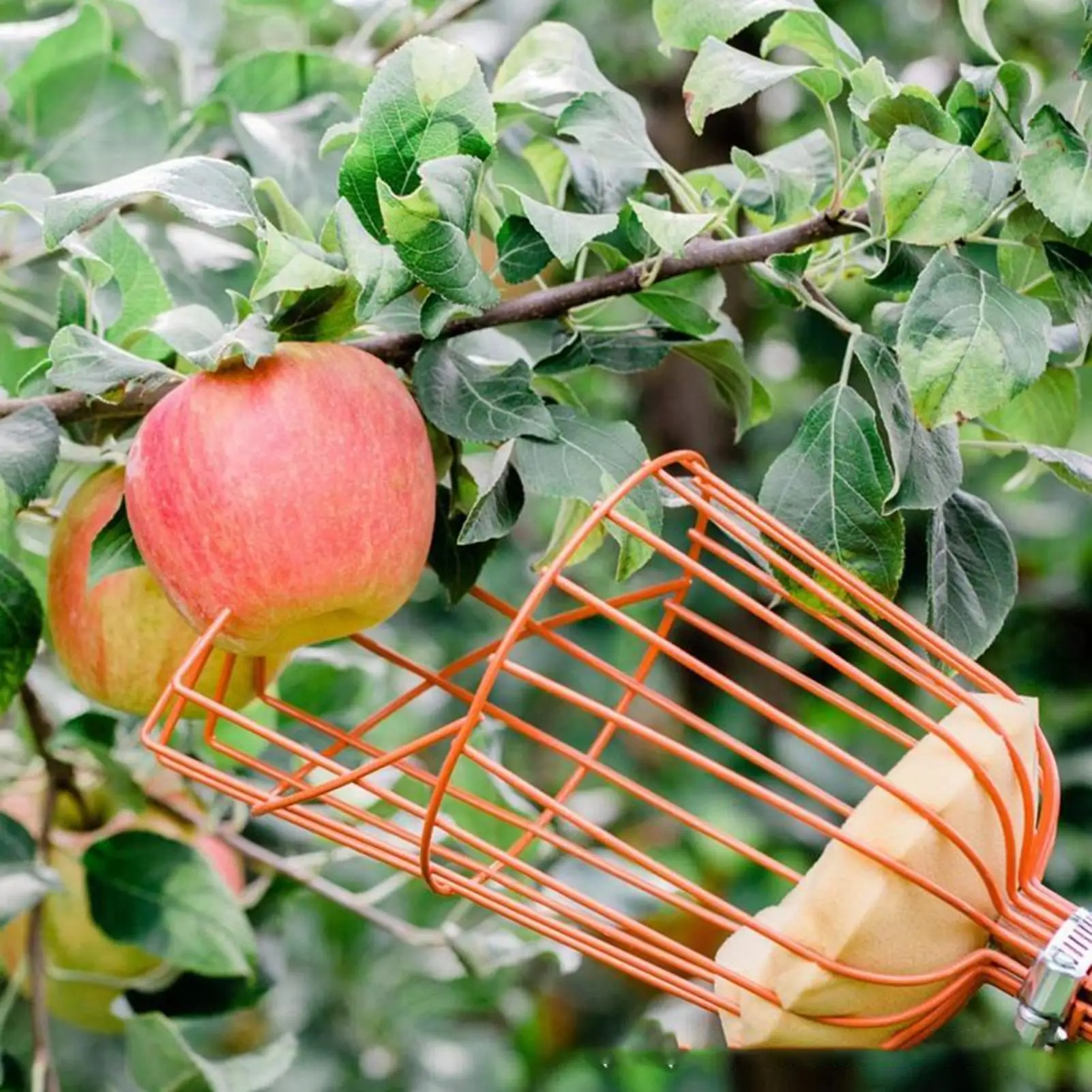 fruit picker Retractable Handle depth basket convenient fruit picker basket garden tool for picking apples Fruit