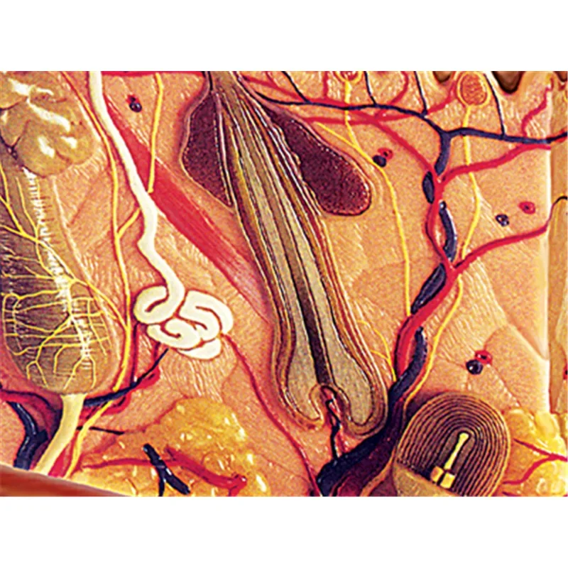 Educational Assembling Toys Human Skin and Hair Organ Anatomy Medical Teaching Model