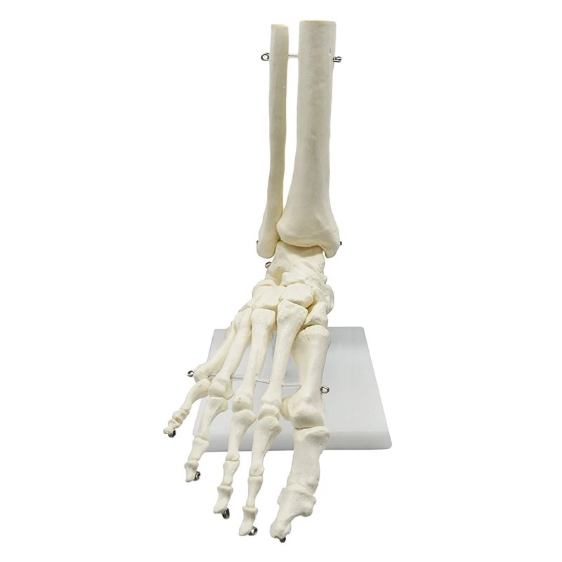 1:1 Human Skeleton Foot Anatomy Model Foot and Ankle with Shank Anatomical Model Anatomy Teaching Resources-A79U