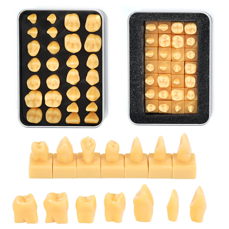 

28 шт./кор., модель резных зубов, 1,2/2 раза, стандартная структура зуба, резьба, обучающая модель сравнения для практики студента-стоматолога