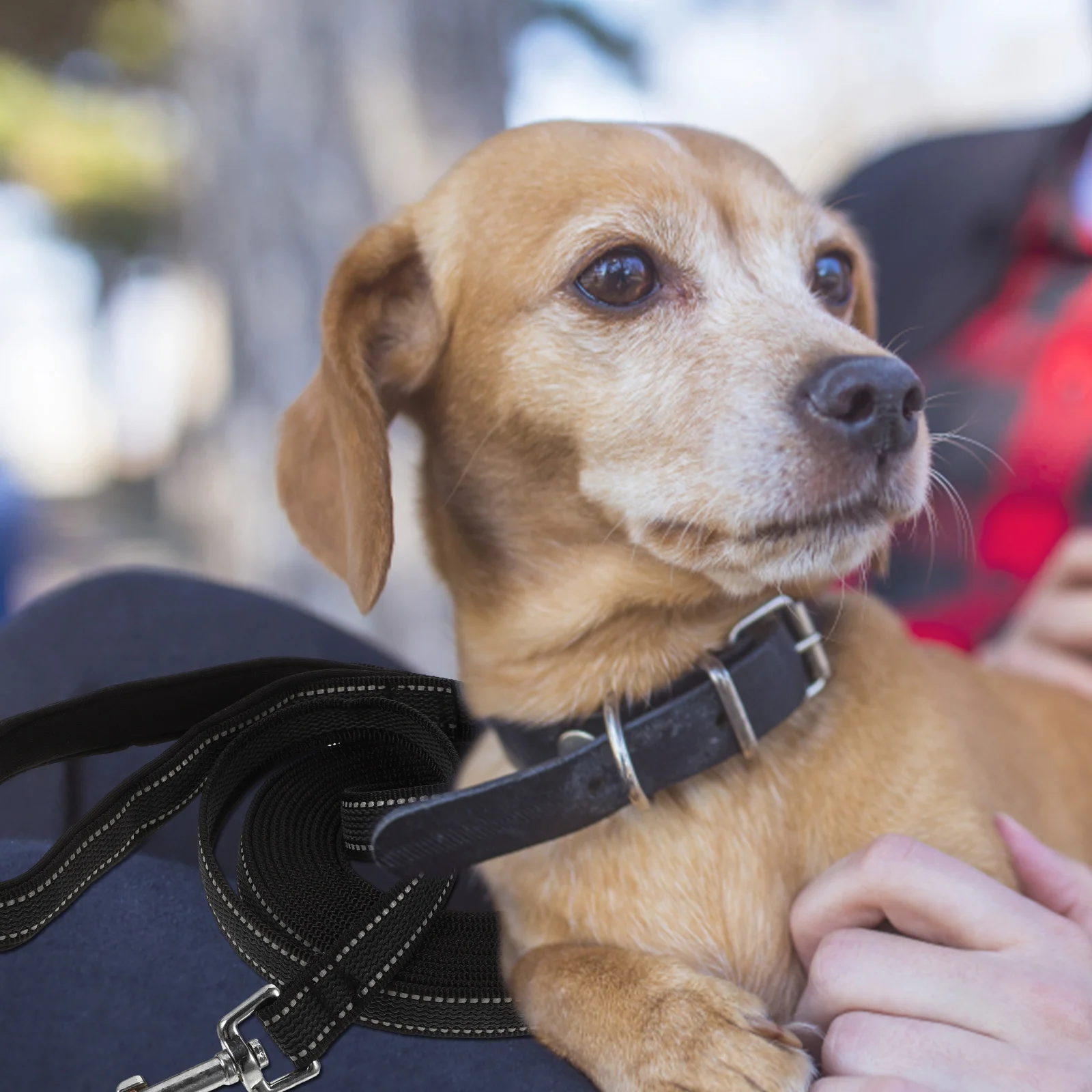 

Training For Dogs Heavy Duty Stainless Steel Swivel Hook Rope Outdoor Pet Walking Traction Puppy Dog Training Leash