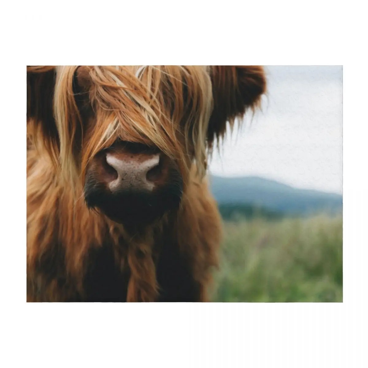 

Scottish Highland Cow in Scotland Throw Blanket Decorative Sofa Sofa Plaid on the sofa Bed Blankets