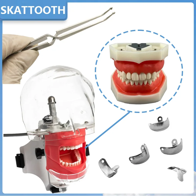 

1pc Dental Simple Head Model Typodont 28 Teeth Simulator Phantom Head for Dental Chair Dentist Students Training Manikin Unit