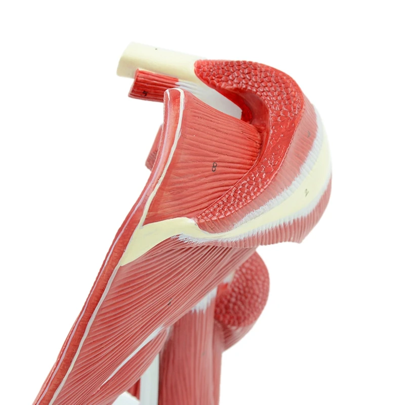 Human Joint Anatomical Model Body Model Scientific Muscled Shoulder Joint Model Human Shoulder Joint With Muscle