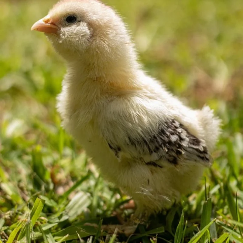 

WLtoys 1/28 284131 k979 k989 k999 Металлическая коробка передач для радиоуправляемого автомобиля, модифицированное шасси, сиденье рулевого механизма второго этажа и другие детали