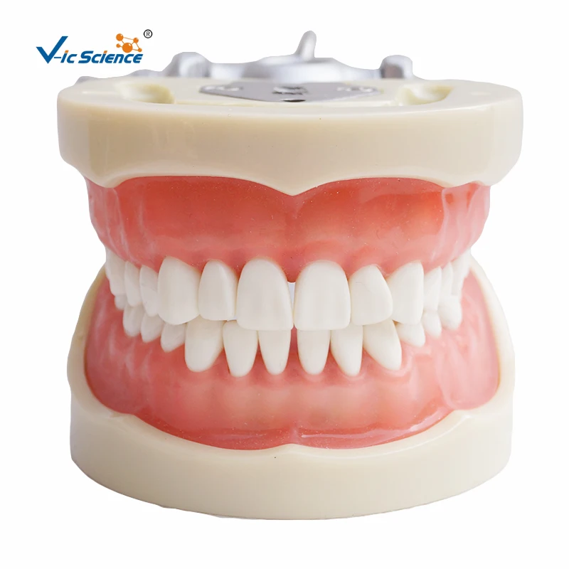 Manufacture 200H Standard Dental Cast Model