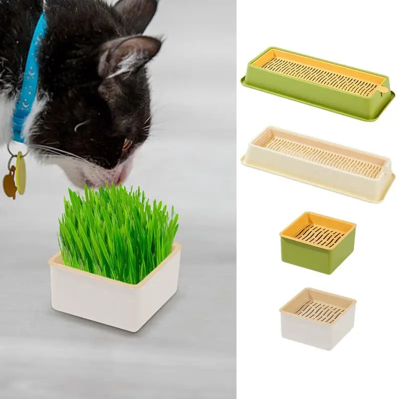 Cat Grass Growing Kit Cat Grass Growing Kit Includes Potting Mix Seeds And Container Multifunctional For Veterinary Hospitals