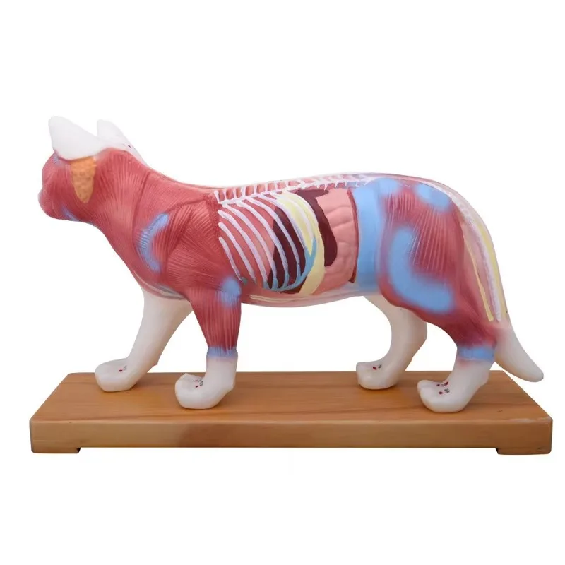 Anatomy Animal Acupuncture Point Model Dog Cat Pig Cattle Horse Body Veterinary Teaching Anatomical Model