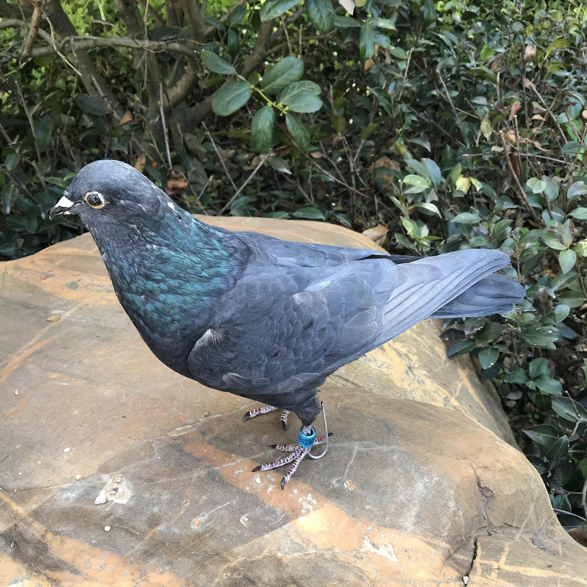 1Pcs real Taxidermy Eurasian gray pigeon Columba specimen Teaching / Decoration