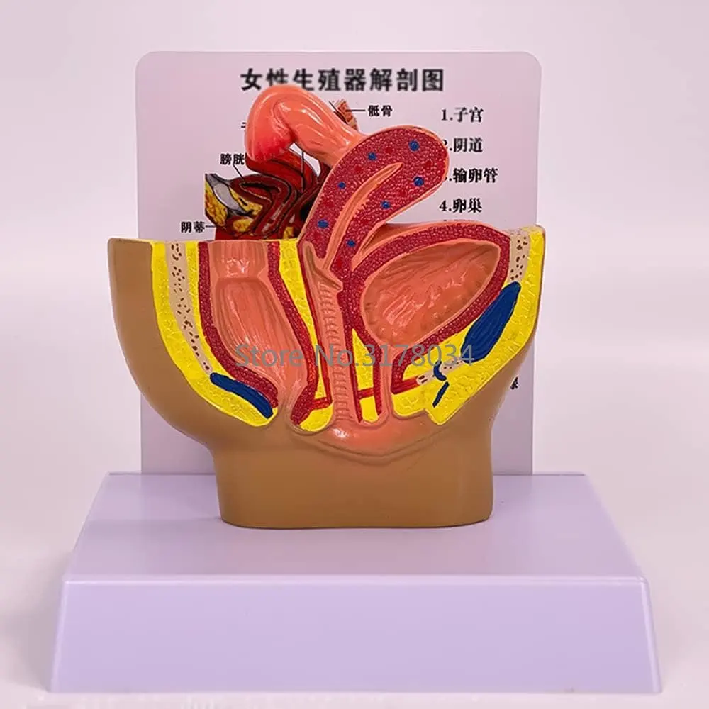 Human Anatomy Model Female Pelvic Cavity Sagittal Anatomical System for Medical Obstetrics Gynecology Demonstration Teaching