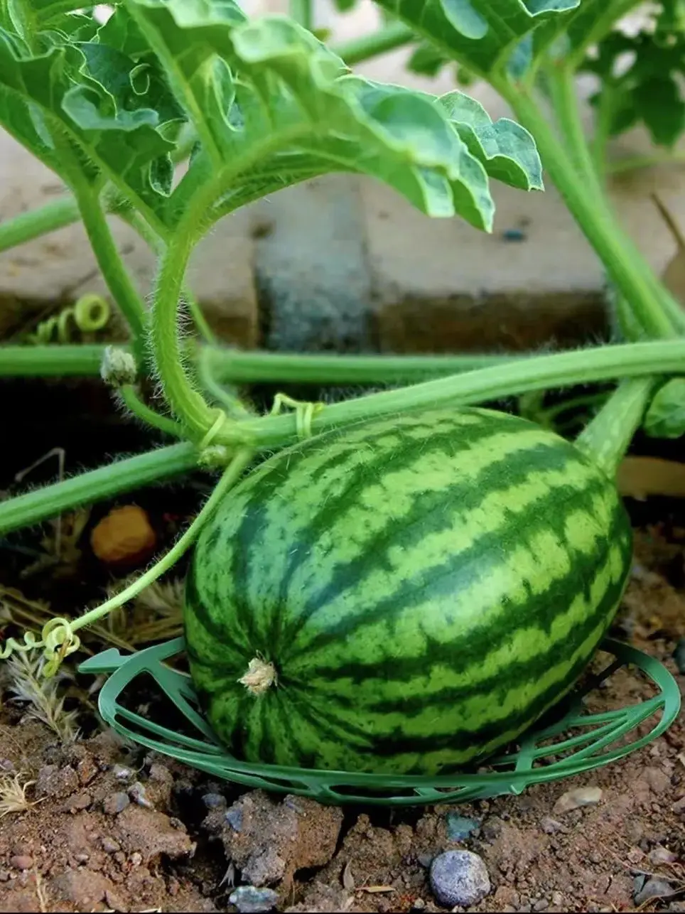 Пластиковая форма для фруктов, антикоррозийная