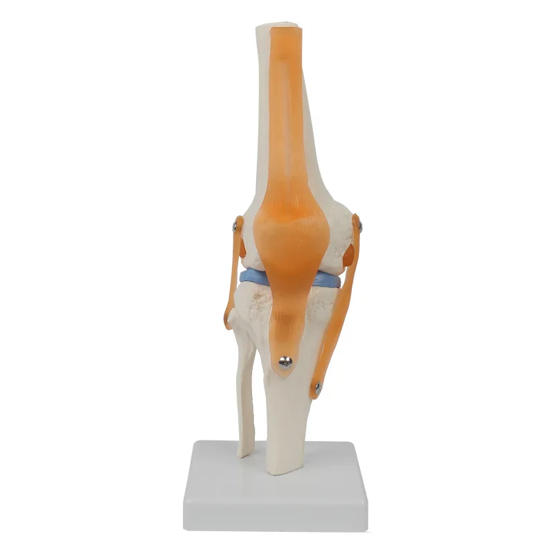 Functional knee model flexible cross ligament menisci flexible knee bone model