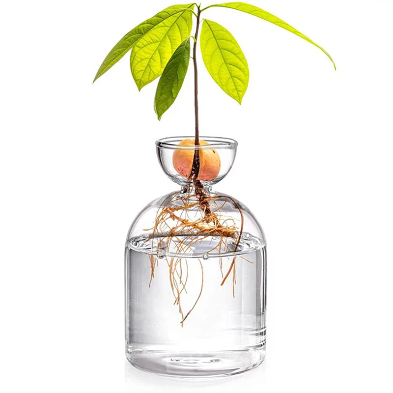 Transparente Glasvase, Avocado-Samen-Startervase, Vase für den Anbau von Pflanzen, Glas-Samen-Wachstumsset für Gartenliebhaber