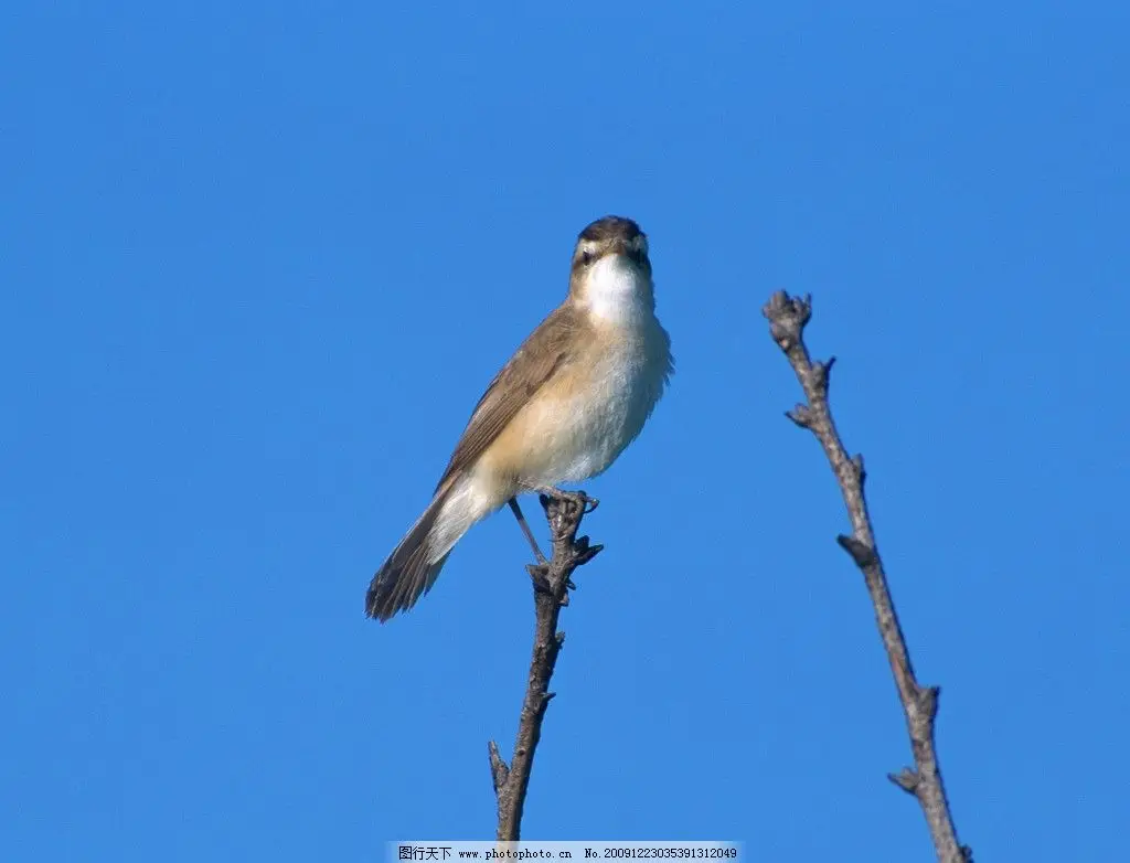 

Racing Tires 4PCS 78*30mm 12mm Adapter for 1/10 RC Model Rally Car Accessories