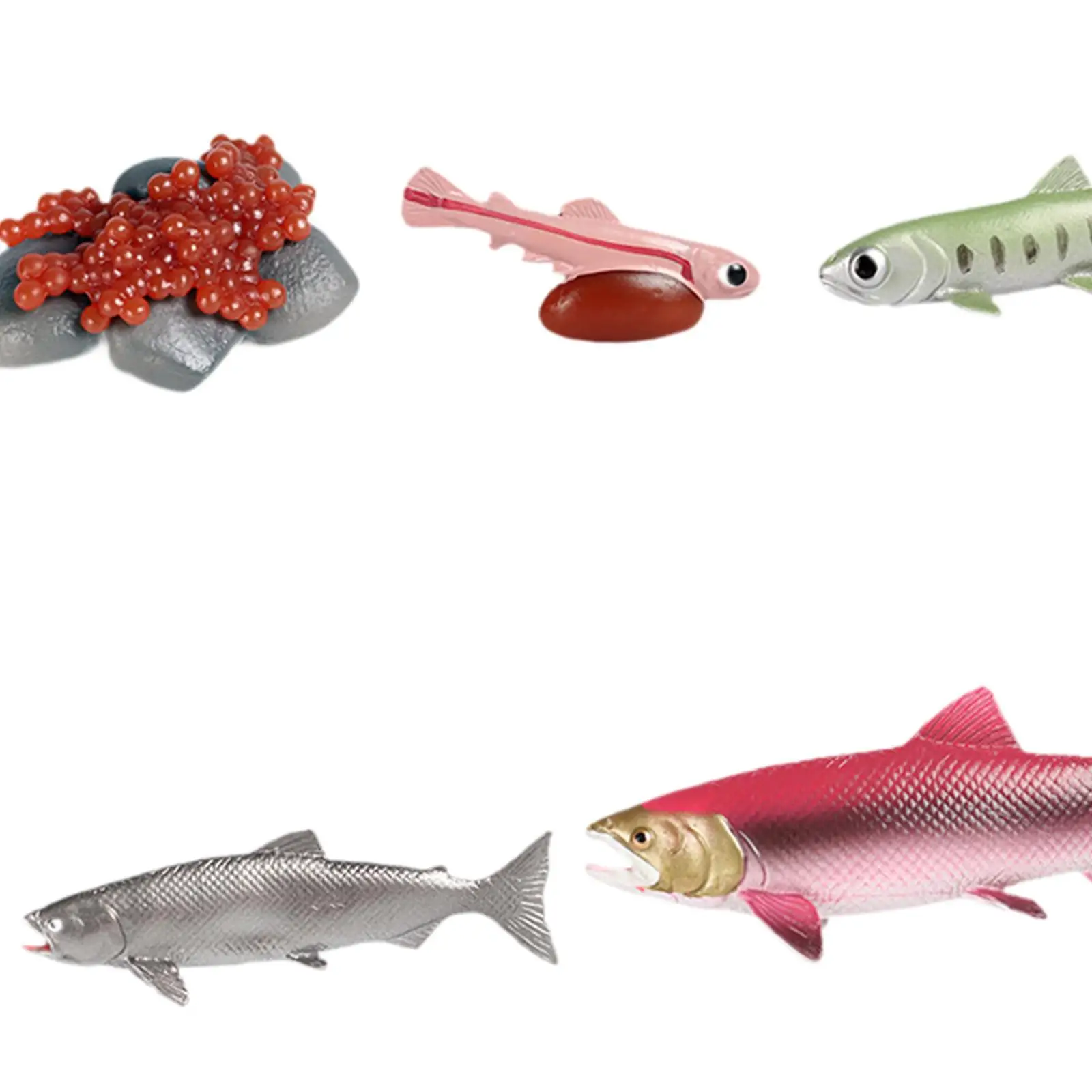 Life Cycle of Salmon Toys Science Biology Model Animal Growth Cycle Set for Games Teaching Daycare Storytelling Birthday Gifts