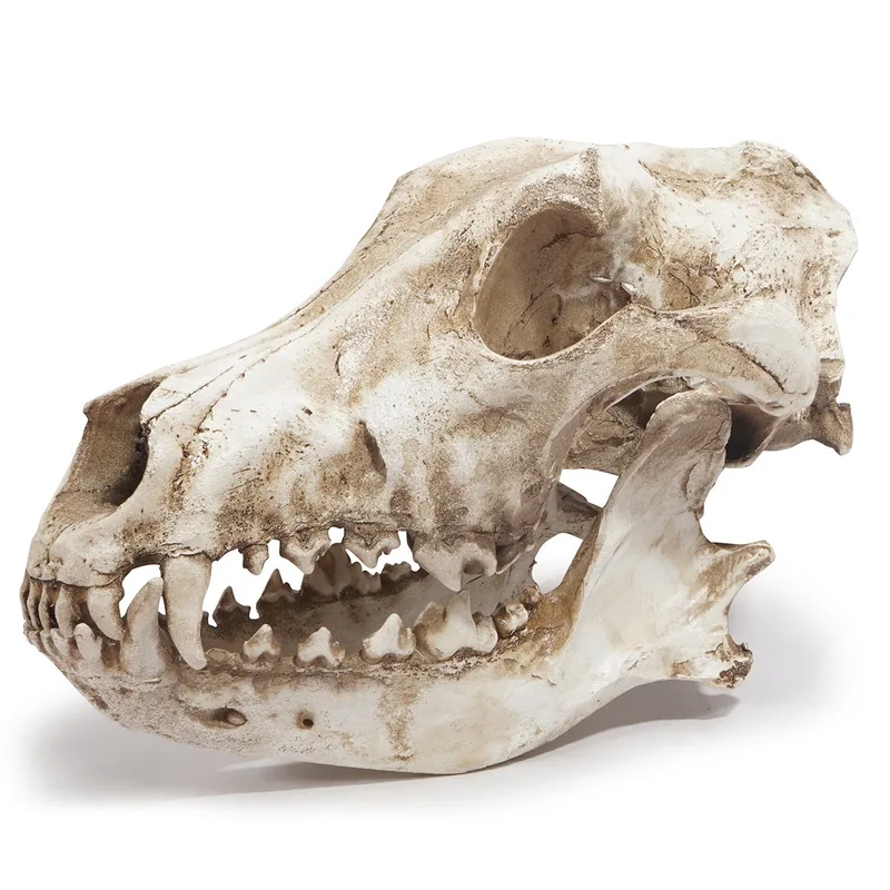 Resin craft ornament, , Halloween prop, skull, Canadian gray wolf specimen