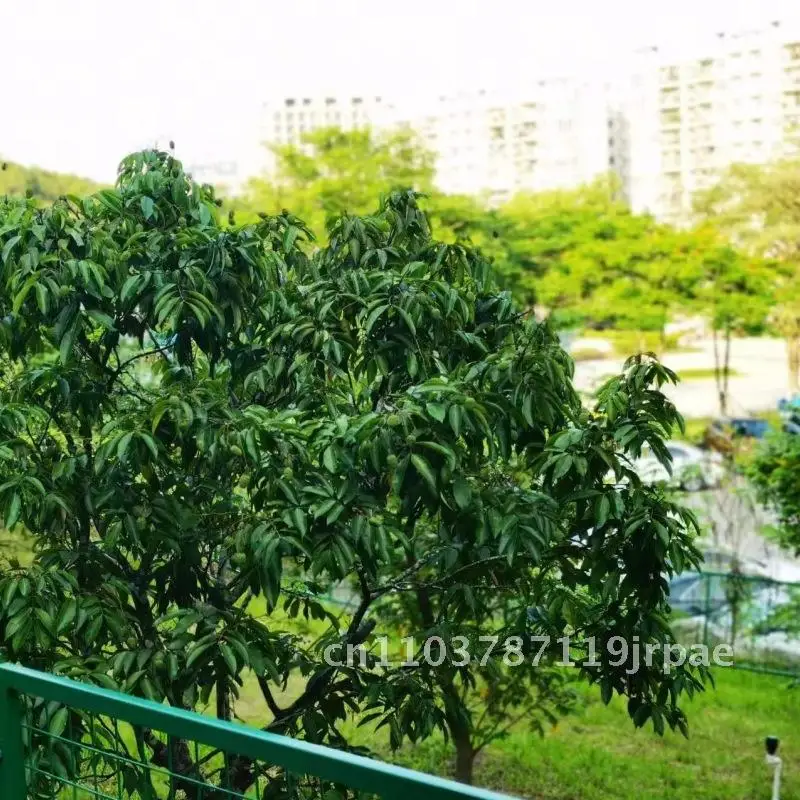 Tele-Portrait-Nahaufnahmeobjektiv für Smartphones, entferntehöhendes externes Mobiltelefonobjektiv, kompatibel mit VIVO Samsung