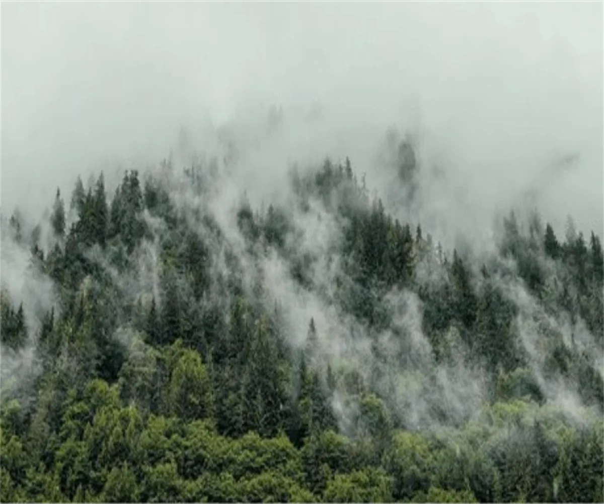 

3d обои современные свежие туманные лесные облака летающие птицы скандинавские ТВ фон обои гостиная спальня фрески