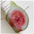 Fig