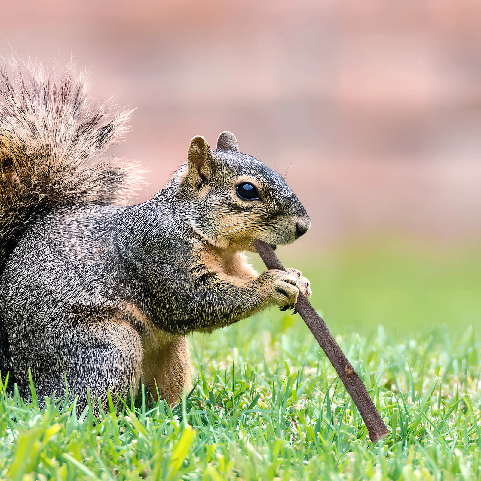 

55Pcs Natural Wooden Chew Sticks Small Pets Rabbit Bunny Chewing Stems Hamster Chinchilla Tooth Grinding Rabbit Chew Sticks