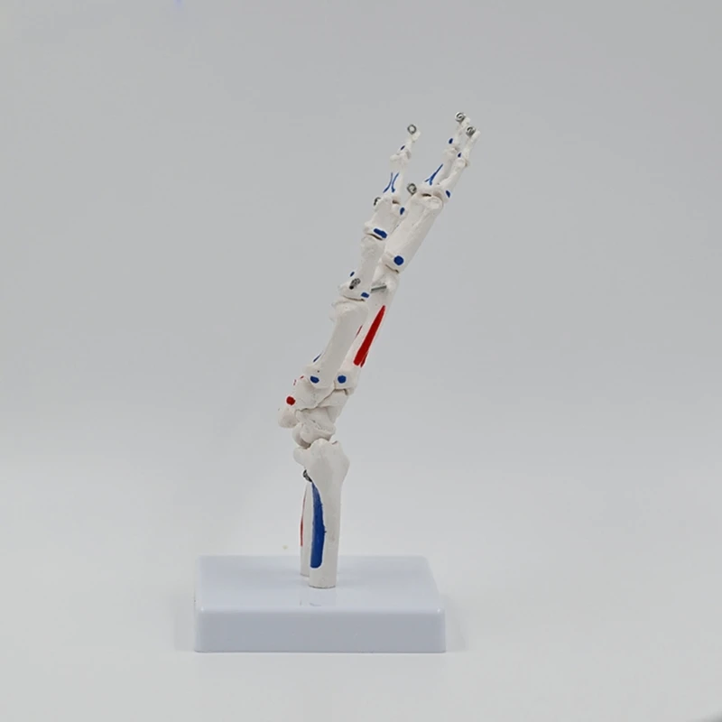 Modelo esqueleto mano con muñeca, cúbito y radio, tamaño natural, modelo mano esquelético, modelo médico, modelo