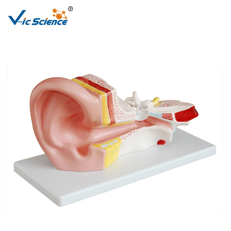 

Middle Ear Anatomical Teaching Medical Model